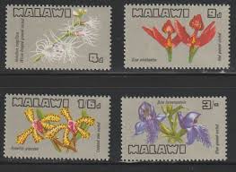 Image result for Holothrix longiflora