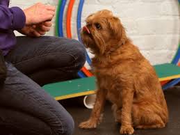 You may need to do a few repetitions before moving on. How To Teach Your Dog To Stay Howcast