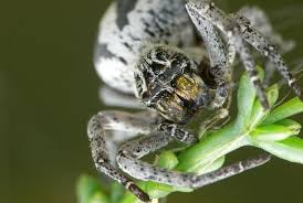 As the use of living organisms. Biobee S Natural Pesticide Spiders