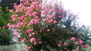 We did not find results for: Hd1080p Bunga Oleander Jepun Warna Pink Merekah Serentak Dalam Satu Pohon Youtube