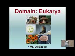 Domain Eukarya Youtube