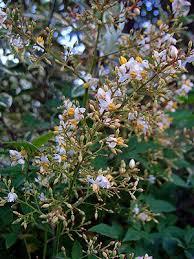 Maybe you would like to learn more about one of these? Nandina Looks Gorgeous In All Seasons With Hardly Any Work