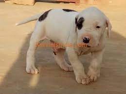 Bully kutta puppiesfriends thanks for watching our videosif you want to uploads more videos then subscribe channelhazara dog breeder*▬▬▬▬▬▬▬▬▬▬▬▬* join us. Pure Breed Indian Mastiff Bully Kutta Pups Available