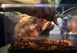 Recent wild animal encounters in Greater Boston