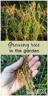Growing Rice In My Backyard Vegetable Garden Growing Rice Organic Vegetable Garden Planting Vegetables