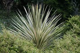 Maybe you would like to learn more about one of these? 20 Best Tall Plants For Container Gardens