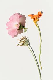 Check spelling or type a new query. Flowers Plants 83 Best Free Plant Flower Flora And Grey Photos On Unsplash