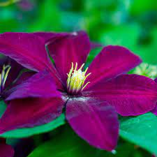 Maybe you would like to learn more about one of these? Buy Clematis Group 2 Clematis Niobe 23 99 Delivery By Crocus