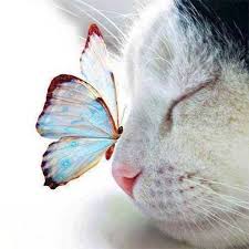 A Cat And A Butterfly So Mervellous Cute Animals Pets Animals