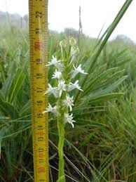 Image result for Habenaria clavata