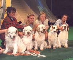 We did not find results for: Clumber And Sussex Spaniels Janedogs
