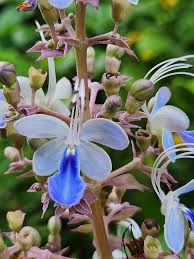 Image result for Rotheca quadrangulata