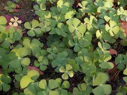 Image result for Marsileaceae