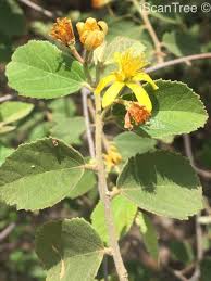 Image result for Grewia monticola