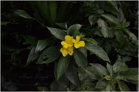 Image result for Reinwardtia indica