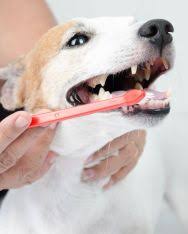 The businesses listed also serve surrounding cities and neighborhoods including rochester ny, webster ny, and pittsford ny. Veterinary Dentist In Jupiter Fl Florida Animal Dentistry Oral Surgery Center