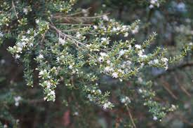 Image result for Scleria sobolifer