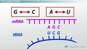 Codon Recognition How Trna And Anticodons Interpret The