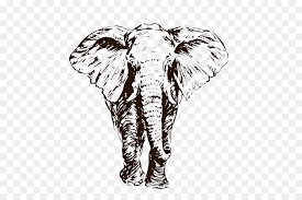 17+ sketsa gambar gajah mudah dan lengkap beserta caranya gambar mewarnai: Gajah Afrika Gajah India Gambar Gambar Png