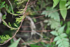 Image result for Selaginella dregei