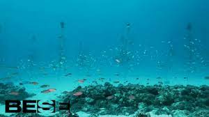 Being the largest coral reef in the world, it is regarded as one of the seven natural wonders of the world of all time. Coral Reef Restoration Gifs Get The Best Gif On Giphy