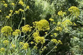 Chinese Herb Plant Info Growing Bupleurum In The Garden