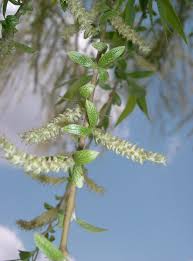 There are about 350 species in this genus worldwide, found primarily on moist soils in cooler zones in the northern hemisphere. Trauer Weide Salix Babylonica Beschreibung Steckbrief Systematik