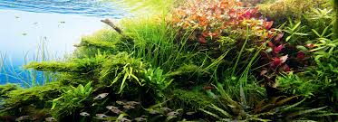 Amano aquariums are a japanese style minimalistic natural garden under water introduced by takashi amano in the glorious 90's. Nature In The Glass Sparkles Underwater Ada