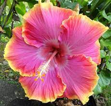 Amapola Hibiscus Flickr Photo Sharing Hibiscus Bush Hibiscus Flowers