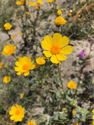 A few weeks later life explodes and the desert is covered in flowers of all. Superbloom Explodes Across The Desert Tahquitz River Estates Neighborhood Council