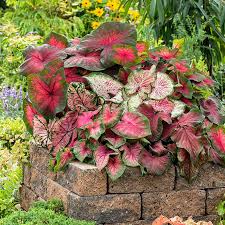 Image result for Caladium