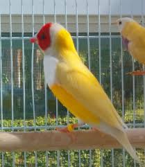 Bird Aviary For Sale Nsw Pin On Avians