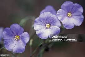 Image result for Linaceae