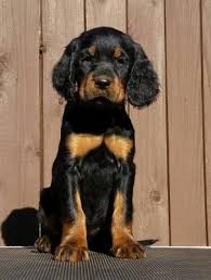 Thanks for visiting the uk gordon setter breeders page here at local puppy breeders uk! Pin On Gordon