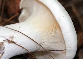 Image result for Clitocybe multiceps