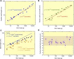 Scaling Of Bird Wings And Feathers For Efficient Flight