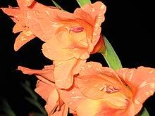 Image result for Gladiolus juncifolius