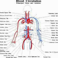The heart pumps blood through the network of arteries and veins called the cardiovascular system. Wiring Diagram And Flowchart Simple Diagram Of Veins And Arteries