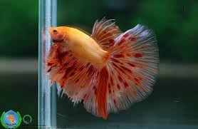 Pin By Mazef Michel On Betta Fish The Live Art 2019 Beta Fish Tank Betta Fish Fish Tank