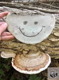 Image result for Ganoderma applanatum