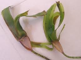 Image result for Thalassodendron ciliatum