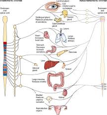 Image result for Bladder Antispasmodic
