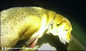 Dog led deputy to injured woman lost in dark, FL cops say | Miami Herald