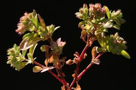 Image result for Polycarpon tetraphyllum