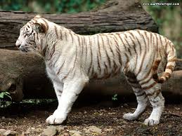 So, it is good to remember the huge commitment of time, space, and money that they require. Animals Wallpaper White Tiger Pet Tiger Baby White Tiger White Bengal Tiger