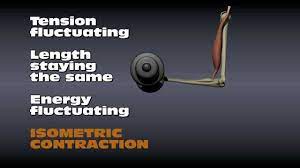 Muscle Contraction Types Isometric Contraction Muscle Contraction Isometric Exercises