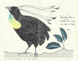 Animal Bird Of Paradise Drawing Bird Of Paradise 6 Birds Of Paradise