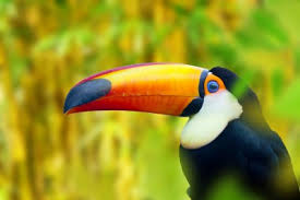 Alquileres vacacionales en costa rica. Location De Voiture Costa Rica Pas Cher Avec Alibabuy