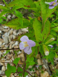 Image result for Mimulus gracilis
