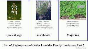 Image result for Leucas milanjiana